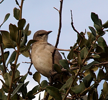 [A bird with a short, sharp beak (a seed-eating beak) with a white breast and grey outer feathers perched in a tree with its head turned to the right.]